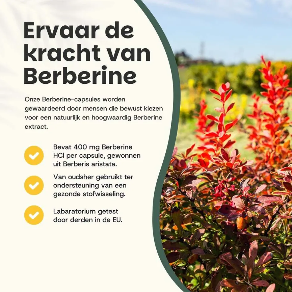 20-korting-cupplement-berberi-jHZiRwQI-1.webp New Cupplement 20% Korting | Berberine Extract Capsules 400 Mg