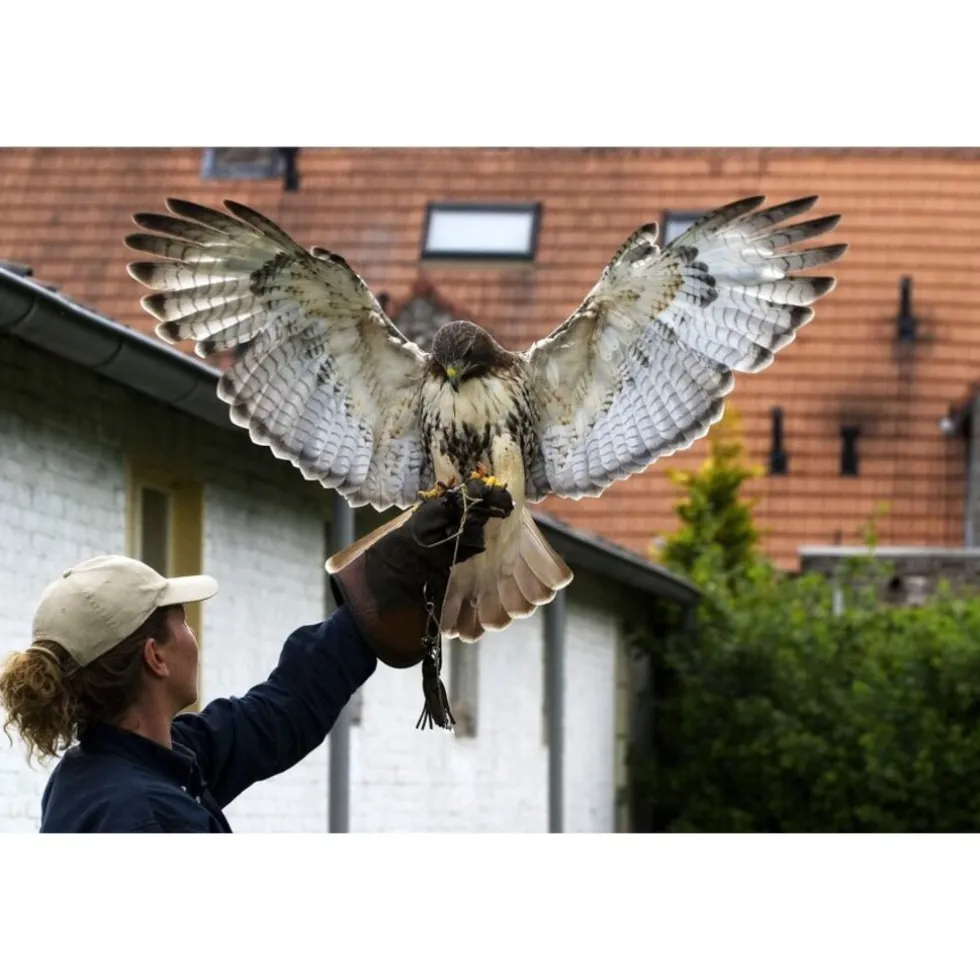 cadeaubon-workshop-valkerij-vl-uumjHYXM-0.webp Online Cadeaubon: Workshop Valkerij (Vliegensvlug)