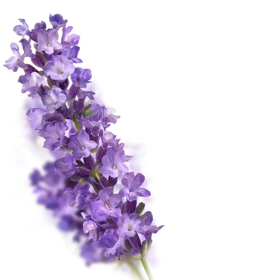 kneipp-relaxing-lavendel-douch-OcEDFVkz-1.webp Fashion Kneipp Relaxing Lavendel Douchegel