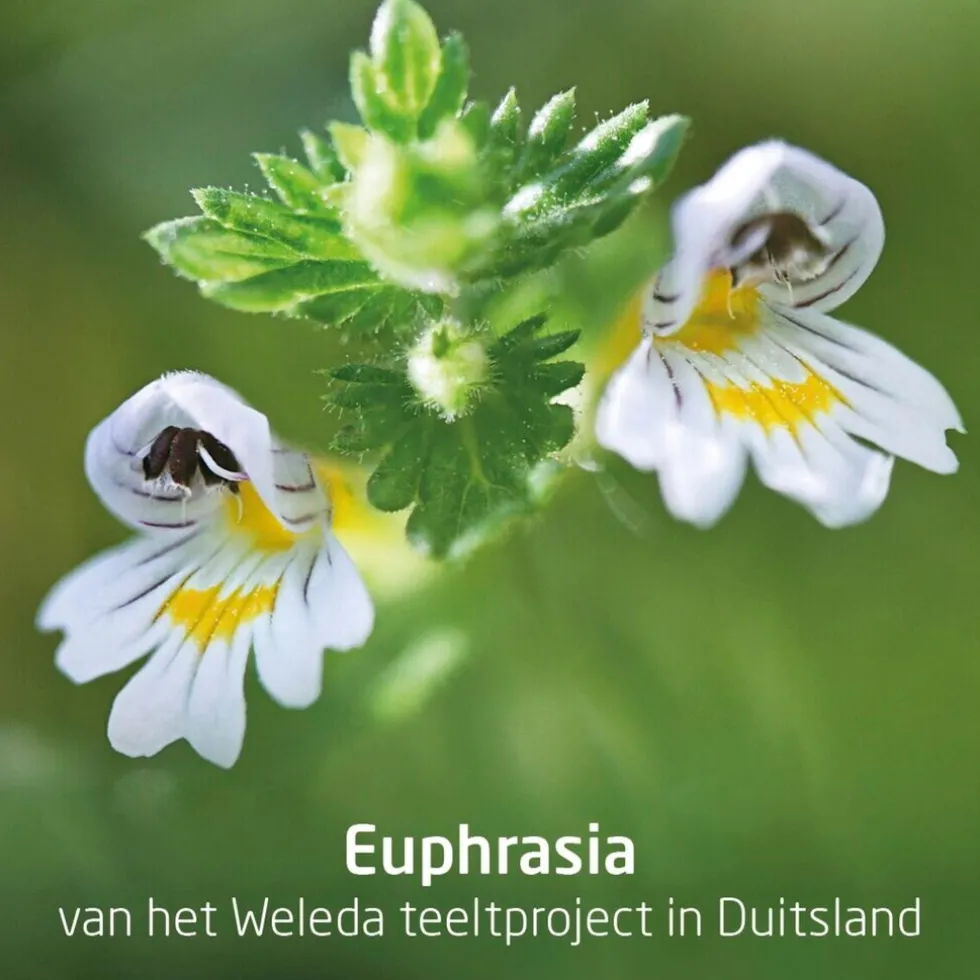 weleda-ogentroost-oogdruppels-sUNWFtnK-4.webp New Weleda Ogentroost Oogdruppels Ampullen